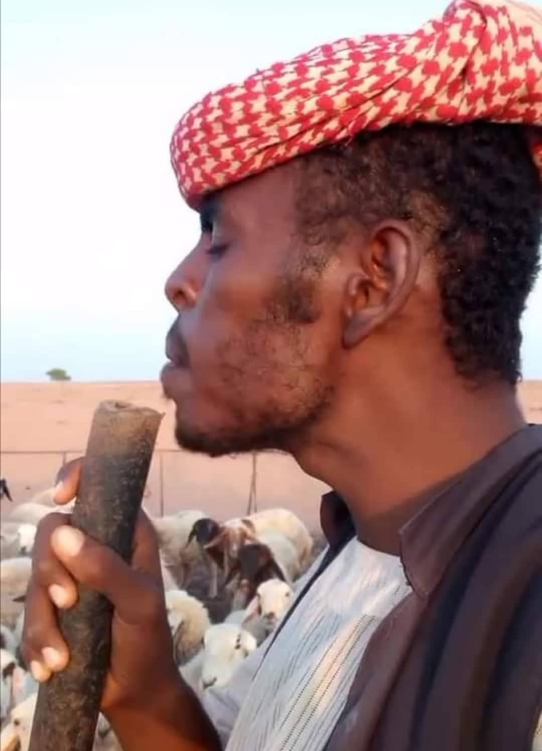 شاهد بالفيديو.. أشهر راعي سوداني بالسعودية يشارك أغنامه (الونسة) ويطالب زملائه باتباع أسلوبه (مافي حل غير تتونس مع البهائم عشان تملأ برنامجك) 10 راعي اغنام