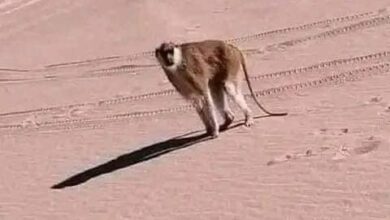 قرد في الصحراء