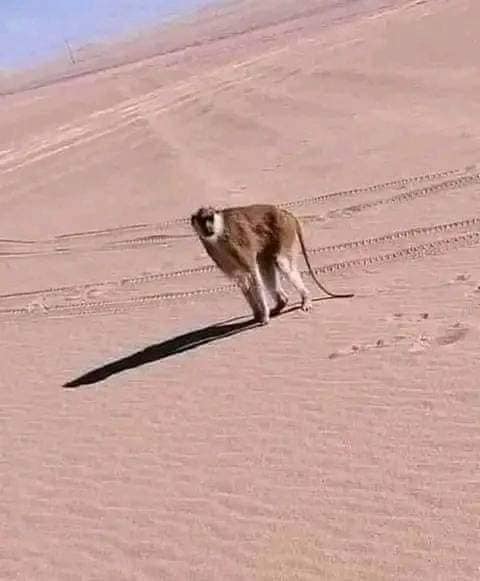 قرد في الصحراء