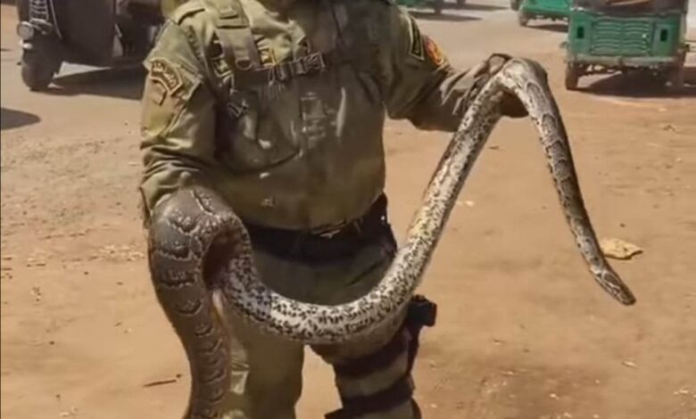 شاهد بالصورة والفيديو.. نظامي بقوات الصاعقة السودانية يُثير الدهشة في الشارع العام بإخراجه ثعبان "أصلة" ضخم من حقيبة دراجته البخارية 1 329325767 792509498482402 5452250149012883666 n