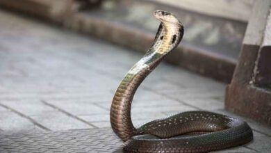 cobra snake