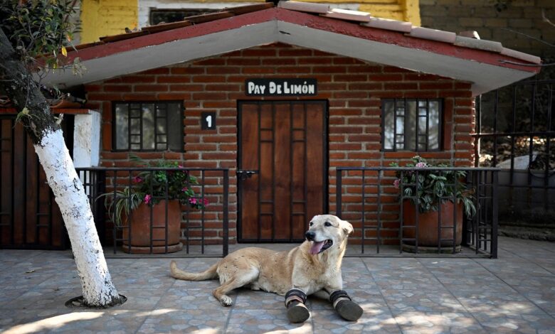 كلب قطعت عصابة مخدرات ساقيه مرشح للقب أفضل حيوان أليف 1 كلب