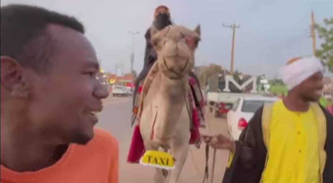 شاهد بالصورة والفيديو.. ظهور رجل وهو يتجول في شوارع بحري بالخرطوم بجمل وعلى ظهره فتاة.. يزعم أنه من زمن الجاهلية والفتاة هي زرقاء اليمامة وساخرون: (البلد دي الجاتها تختاها) 10 335086160 213491554615365 5771617386585515548 n