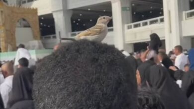 338660267 696004882525458 603165293743230683 n