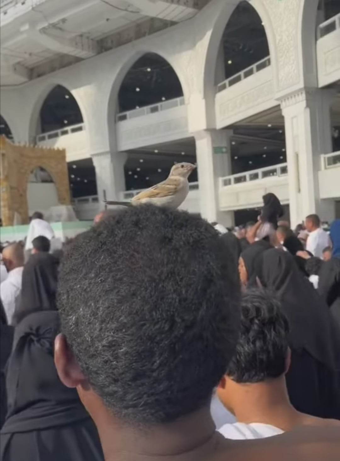 شاهد بالصورة والفيديو.. في مشهد أدهش الجميع وتناقلته مواقع التواصل العربية.. عصفورة من طيور الحرم تقف على رأس معتمر سوداني أثناء طوافه وترفض مبارحة مكانها وصاحب المقطع يفسر القصة 10 338660267 696004882525458 603165293743230683 n
