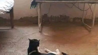 344747367 562249315996933 8261289910840630069 n