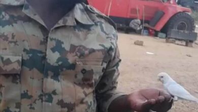 348382509 935688980985193 8004225243000431790 n