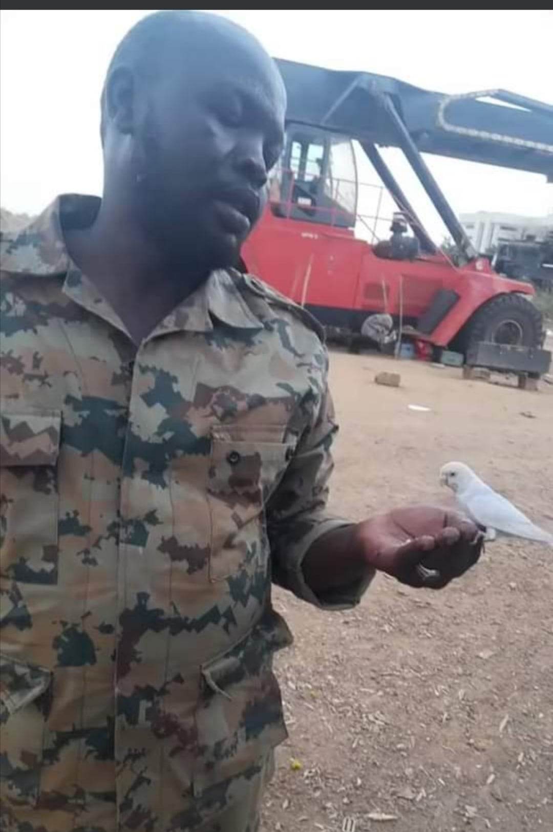 شاهد بالصورة والفيديو.. في مشهد مؤثر "عصفورة" تقف على يد جندي بالجيش السوداني وتأكل من كفه وهي مطمئنة والجندي يستبشر بها خيراً ويؤكد أنها إشارة انتصار 10 348382509 935688980985193 8004225243000431790 n