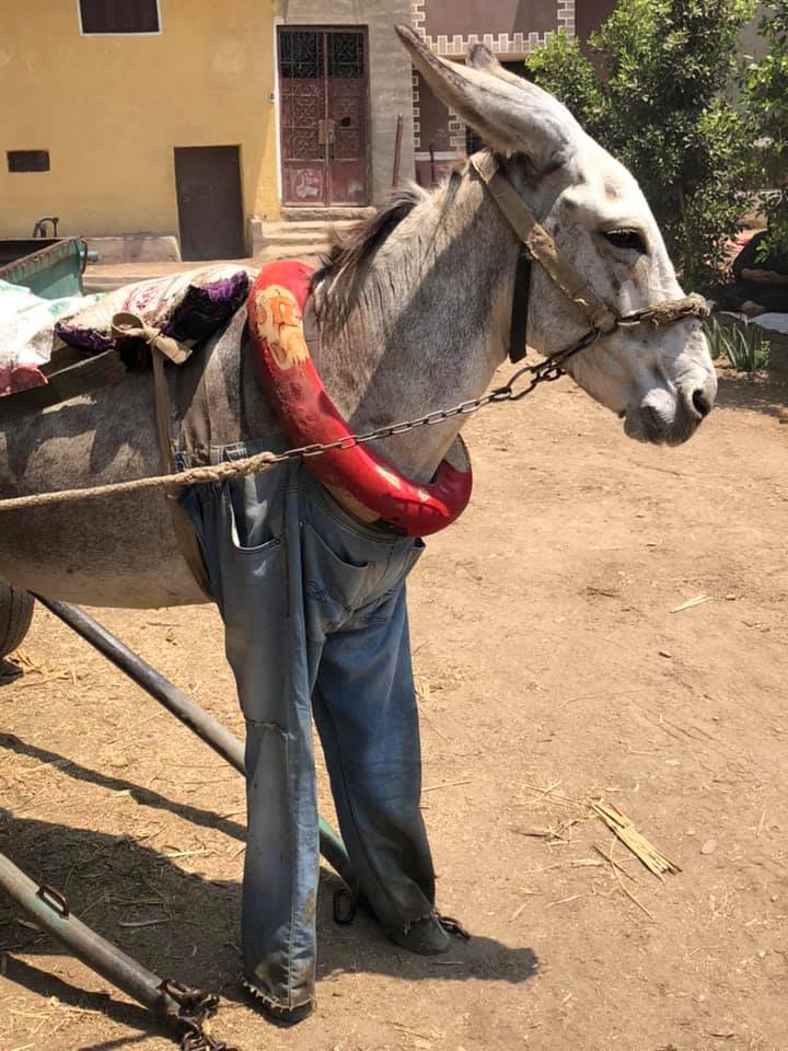 110642 حيل لجأ إليها اصحاب عربات الكارو 4