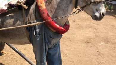 110642 حيل لجأ إليها اصحاب عربات الكارو 4