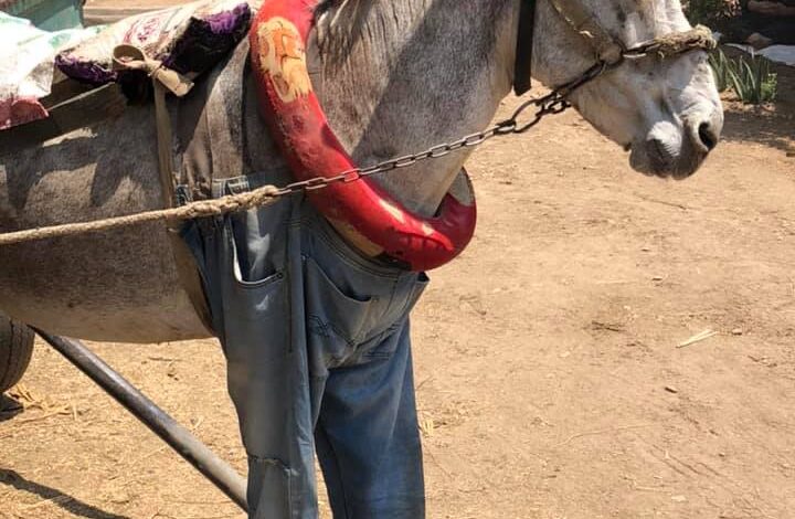 شاهد بالفيديو.. المراهق السوداني الصغير "همام" يصيب بنات الخرطوم بالهلع بعد "تفحيطه" بــ(الكارو) خلال رحلة لفتيات العاصمة النازحات لمزارع الولاية الشمالية الخضراء 1 110642 حيل لجأ إليها اصحاب عربات الكارو 4