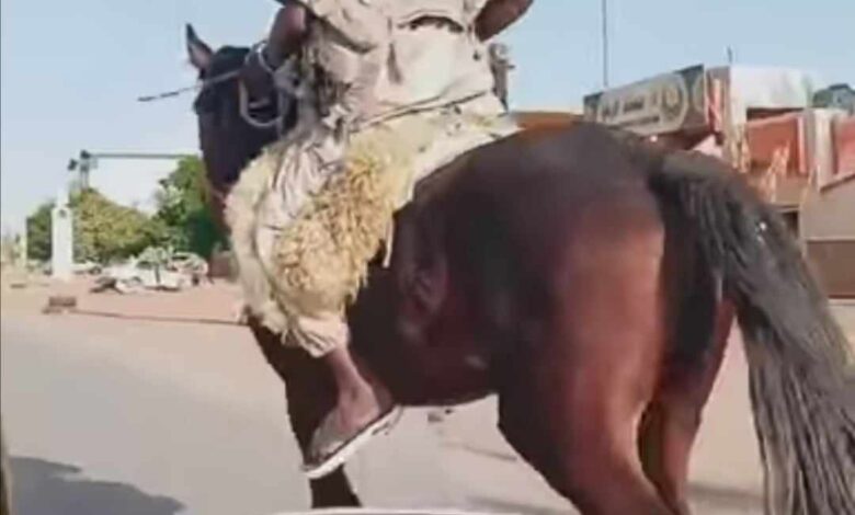 شاهد بالصورة والفيديو.. أفراد الدعم السريع يستبدلون "التاتشر" بالخيل.. "دعامي" يتجول في العاصمة وهو على ظهر فرس يزعم أنه أخذه من داخل القيادة وساخرون: (غنائم نادي الفروسية ظهرت) 1 394771859 1353788761902962 4682135755929967475 n