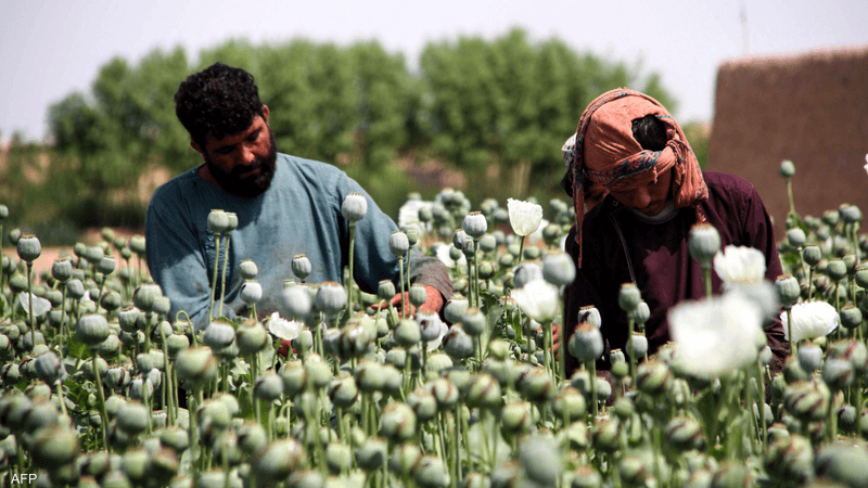 دولة جديدة تنتزع لقب "أكبر منتج للأفيون في العالم" 10 افيون مخدرات