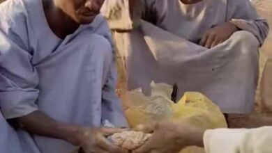 432329001 735981558733912 7612327200168756050 n