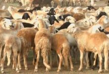 المنصوري يتعهد بدعم قطاع الثروة الحيوانية بشمال كردفان 44 خرفان 1