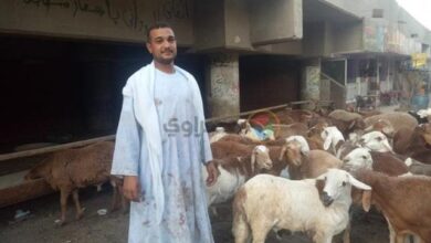 خروف سوداني