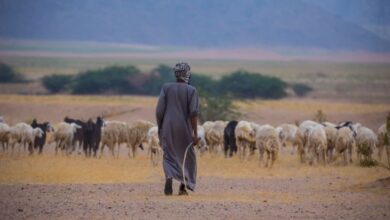 راعي سوداني