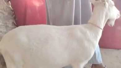 486415290 1575910526415301 3065360474911093968 n