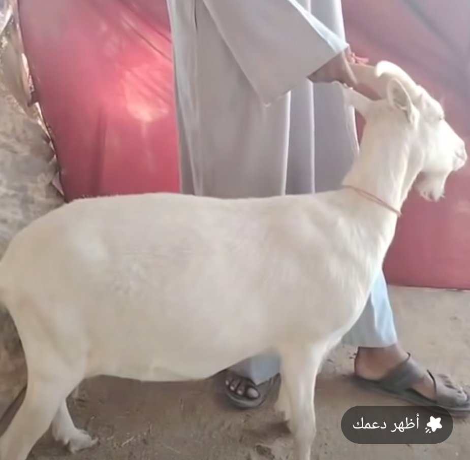 486415290 1575910526415301 3065360474911093968 n