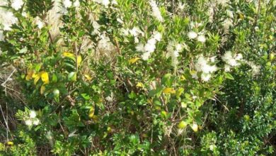 myrtus communis 16