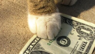 cat paw dollar shutterstock 14413522