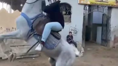 08d738d9 d37b 467b 94be e3ce3502e36e