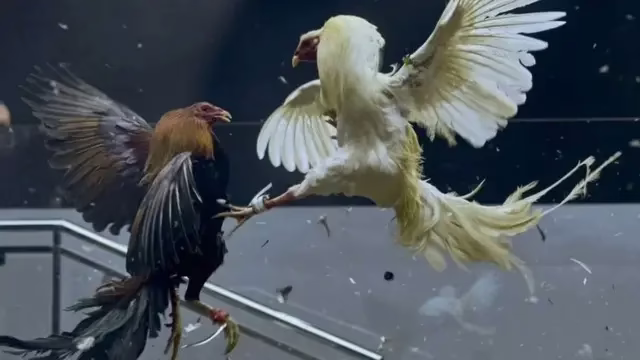 شاهد بالفيديو.. معركة شرسة بين "ديكين" بإحدى القرى السودانية تثير ضحكات الجمهور.. "الديك الدعامي" يحاول غزو "الديك" الأبيض داخل منزله ويتلقى علقة ساخنة وتصريحات مثيرة ومضحكة من أصحاب "الديوك" 1 128115530 999344d2 530f 4338 bab3 5c5f5caa7706.jpg