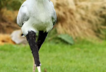 شاهد بالفيديو.. أطفال سودانيون يصطادون "صقر الجديان" الضخم والجمهور يرفض: (رمز الدولة لا يحبس ولا يوضع في قفص) 6 صقر الجديان2