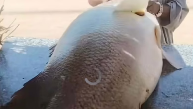 8100513c 5f2b 4c7b a287 d7444abde9e7