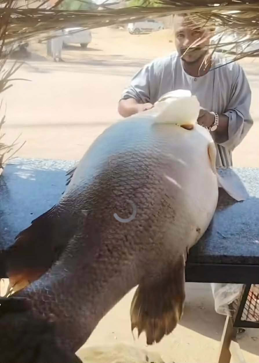 8100513c 5f2b 4c7b a287 d7444abde9e7