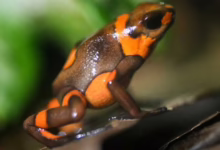 بعد اتهام روسيا باستخدامه.. ماذا نعرف عن "سم الضفادع"؟ 52 1 1852993