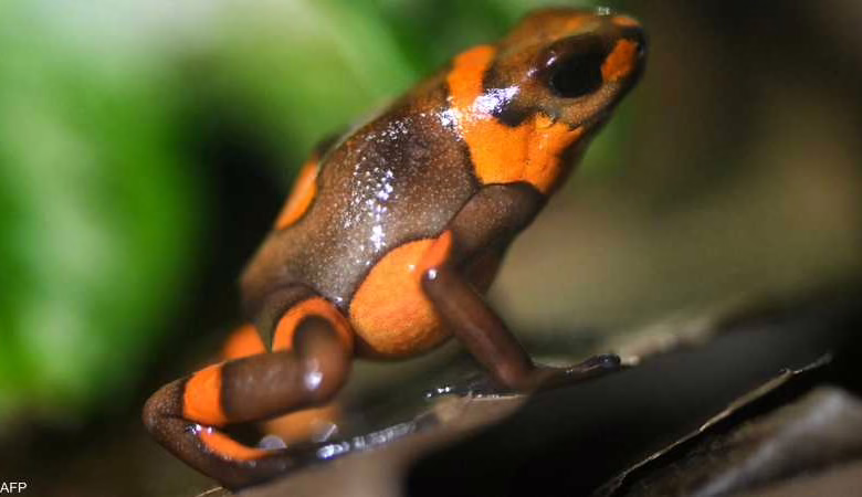 بعد اتهام روسيا باستخدامه.. ماذا نعرف عن "سم الضفادع"؟ 1 1 1852993