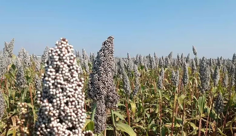 قرار بتكوين التنظيمات النوعية لمهن الإنتاج الزراعي والحيواني بمشروع الجزيرة 1 1771319611235