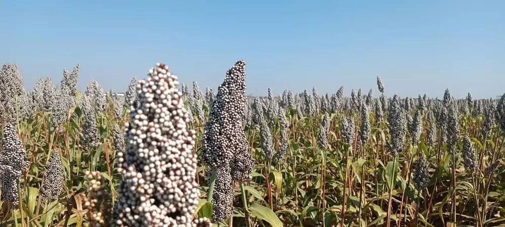 قرار بتكوين التنظيمات النوعية لمهن الإنتاج الزراعي والحيواني بمشروع الجزيرة 10 1771319611235