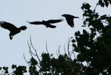 815d8e0e 0841 4481 9d93 02c721602046 16x9 1200x676