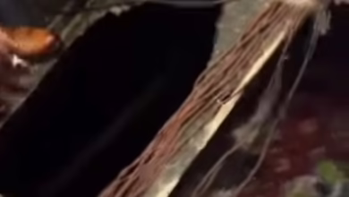 910654fe d68d 4288 84d4 db11a0cb480e