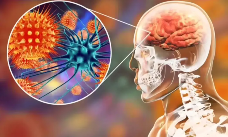 "نيباه" يثير القلق: أعراض خطيرة واحتمالية انتقال للبشر 1 9515063