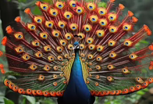 pngtree a vibrant peacock displaying its colorful feathers in a lush green image 16668770