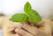 أطعمة ترفع رائحتها مستوى الطاقة واليقظة لديك دون الحاجة لتناولها 35 20200906051905195