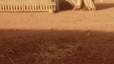 659791633 964148949632280 4338437828318680442 n