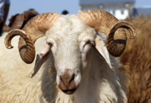 thumbs b c 9c364e11da062e9ce0ea5fedf5cf3293 1