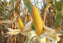 القمح ينخفض 3% والذرة 1% مع إعلان وقف إطلاق النار 29 تنزيل 3 1