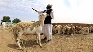 شاهد بالفيديو.. تاجر مواشي سوداني يتحدث عن سعر الأضحية ويثير سخرية المتابعين: (سعر الخروف على حسب شخصيته وجودته) 2 images 90