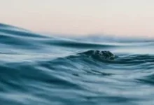 اليوم العالمى للمحيطات.. دعوة لحماية رئة الأرض والحفاظ على الحياة البحرية 22 202606071044344434 198