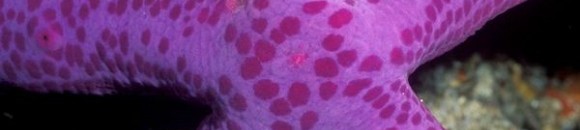 بالفيديو .. مشهد نادر لنجم بحر يمشي على الرمال 10 1012