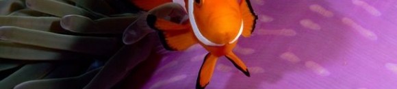 نبات شقيق البحر و سمكة تتطفل عليه 10 1015