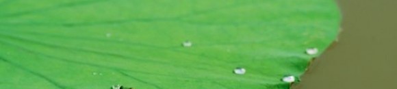 ضفدع على أوراق زَنبق الماء 10 1016