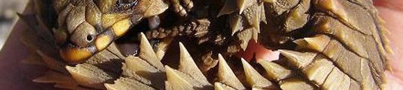 من الأرنب إلى التنين .. كل ما تريد معرفته عن الأبراج الصينية 10 1020