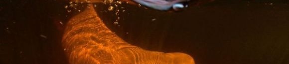 الدلافين في المياه العذبة هي من بين الأنواع المهددة المحمية في الحفاظ على الأمازون الوسطى 10 1128