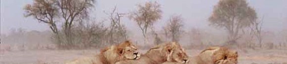 السودان.. غابة متحجِّرة عمرها ملايين السنوات تواجه مخاطر النهب والتخريب 10 1174